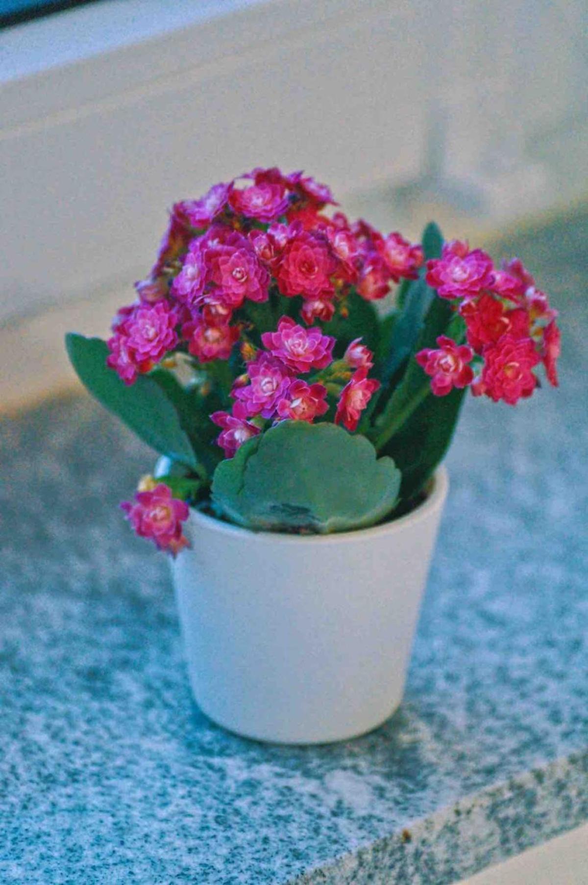 Tulip With Your Private Entrance